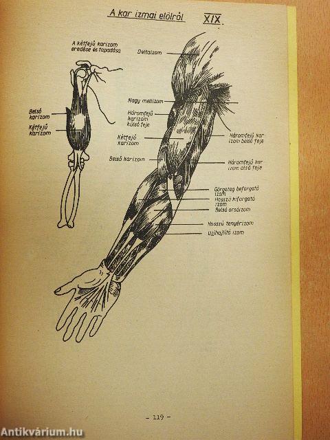 A rajzolás, festés alapvető kérdései