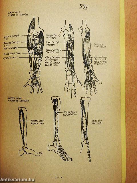 A rajzolás, festés alapvető kérdései