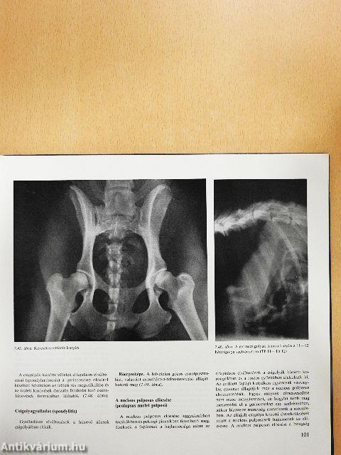 Állatorvosi röntgendiagnosztika