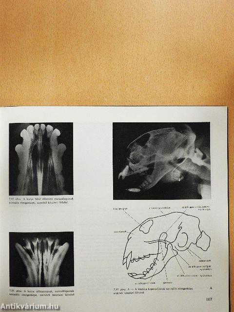 Állatorvosi röntgendiagnosztika