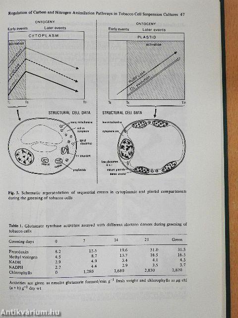 Primary and Secondary Metabolism of Plant Cell Cultures
