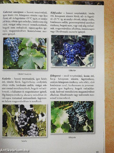 Szőlő technológiai kézikönyv