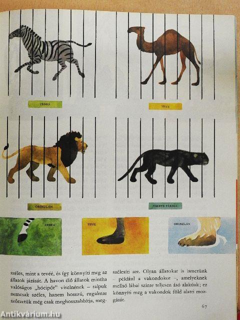 A világ és az ember