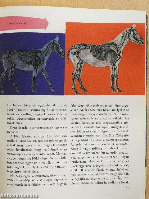 A világ és az ember