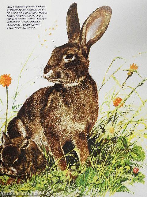 A bozótosok és pagonyok állatai