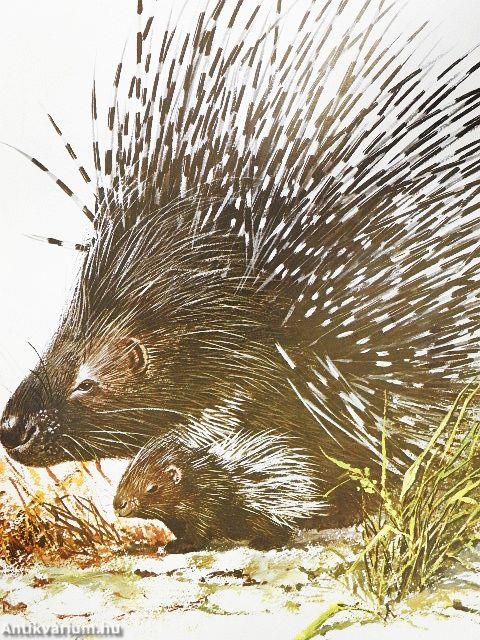 A bozótosok és pagonyok állatai