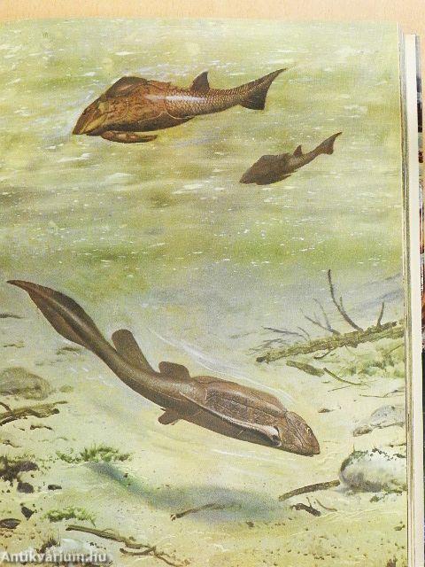 Élet az ember előtt