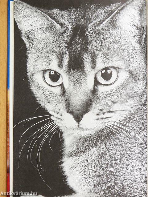 A kutya és a macska háziorvosa