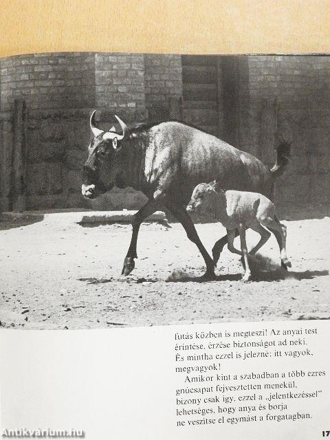 Állatkölykök