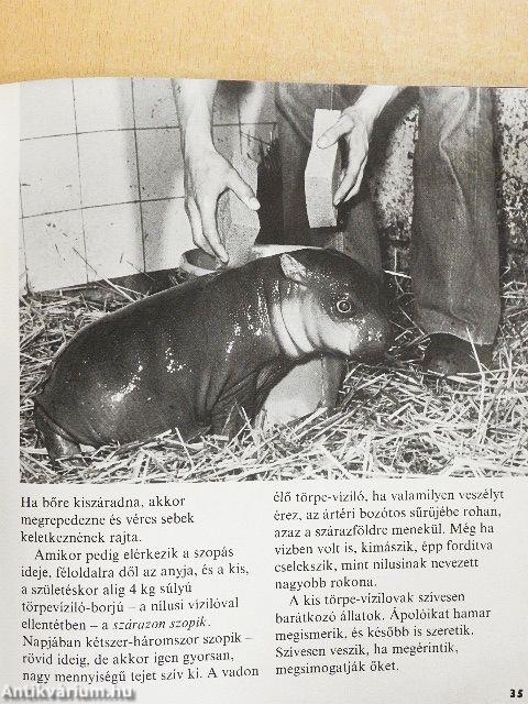 Állatkölykök