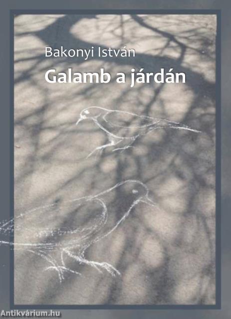 Galamb a járdán
