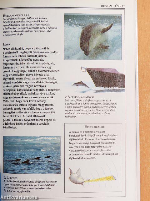 Bálnák és delfinek