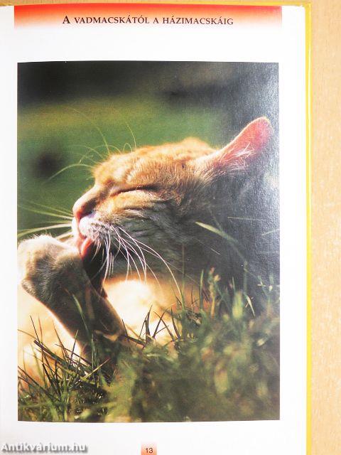 A macskák helyes táplálása