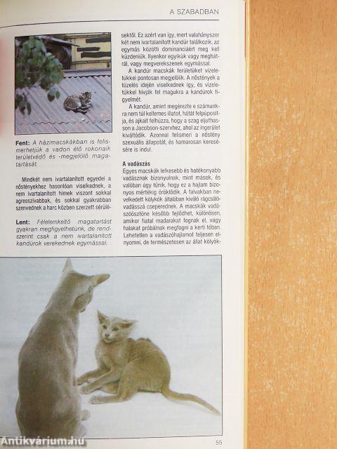 A felnőtt és a kölyökmacska ápolása