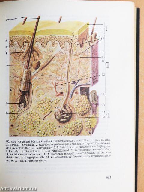 Az emberi test 1-2.