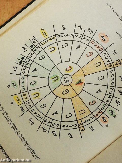 Szemléltető biokémia