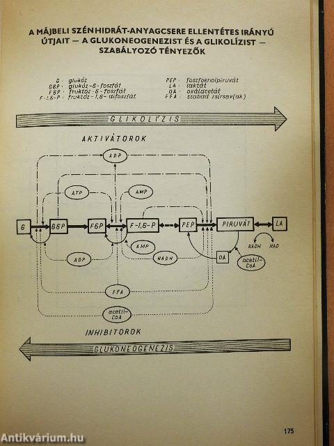 Szemléltető biokémia