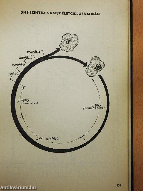 Szemléltető biokémia