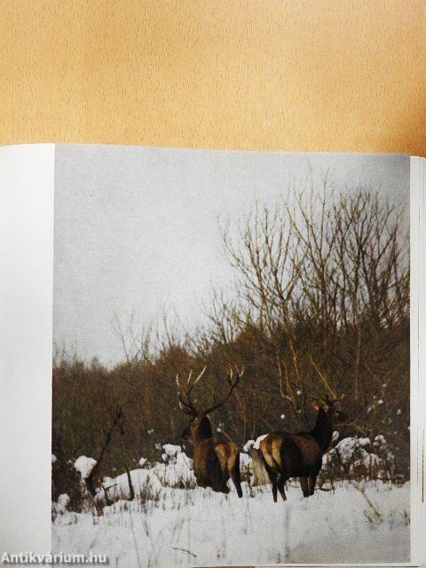 Vadászfegyverekről a vadászoknak