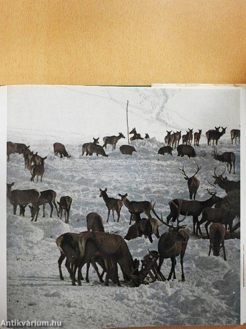 Vadászfegyverekről a vadászoknak