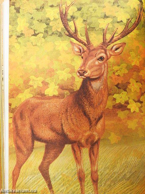 Állatvilág képekben