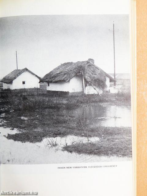 Erdőháton, Nyíren