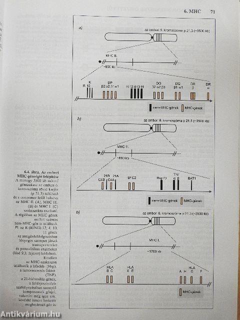 Az immunológia élettani és molekuláris alapjai
