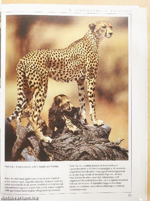 Értsük meg macskánk viselkedését