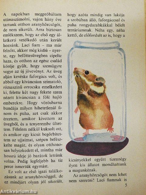 Kedvencem, az aranyhörcsög