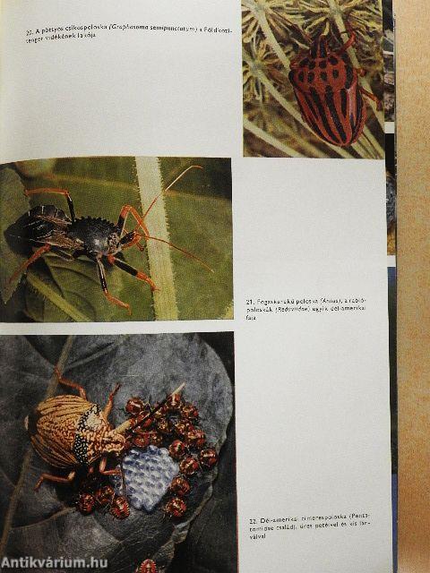 Urania Állatvilág - Rovarok