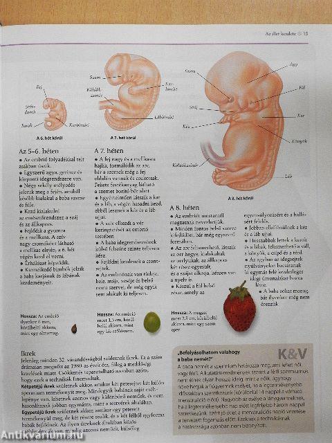 Kismamák nagykönyve