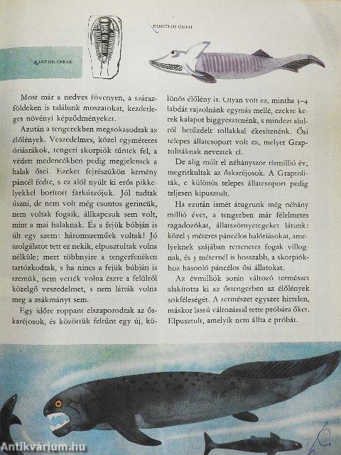 A világ és az ember