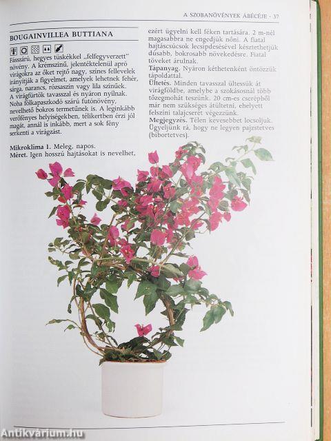 Növények a lakásban