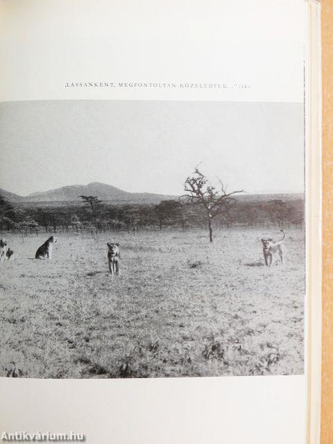 Afrikai tábortüzek