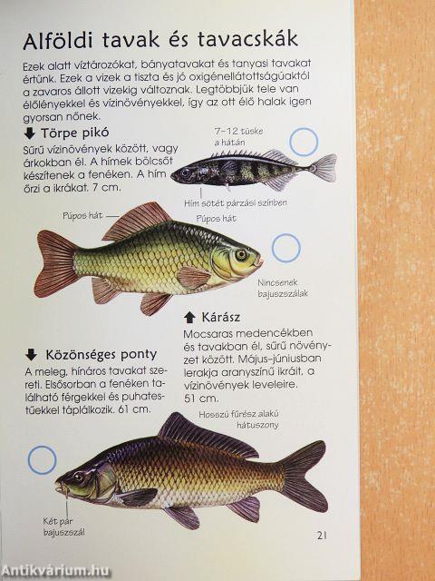 Tengeri és édesvízi halak