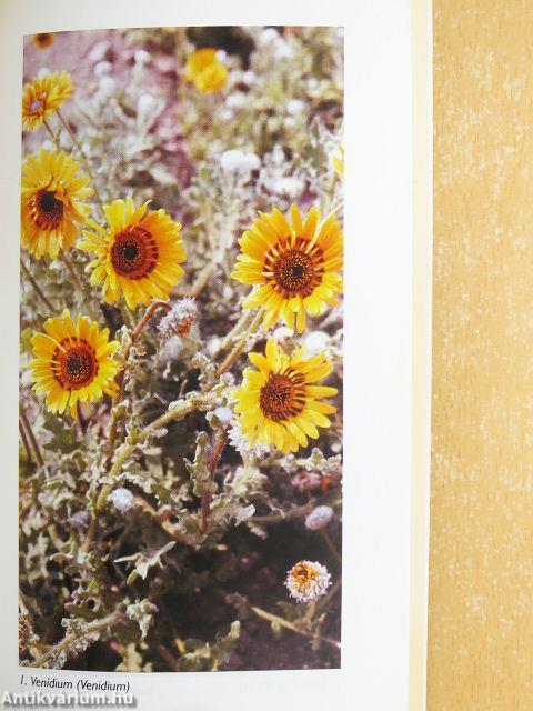 Virágok ápolása a kertben