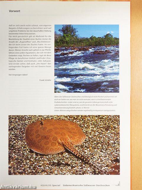 Süßwasser-Stechrochen Südamerikas