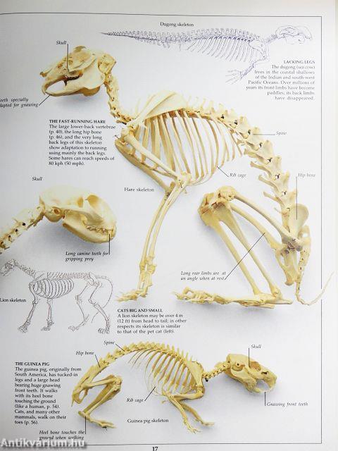 Skeleton