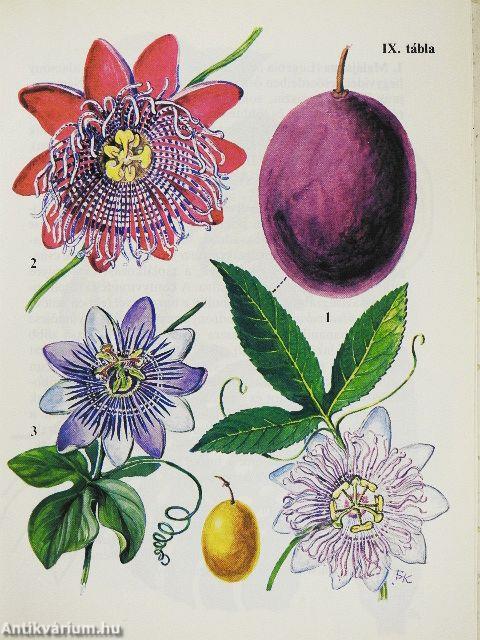 "20 kötet a Búvár zsebkönyvek sorozatból (nem teljes sorozat)"