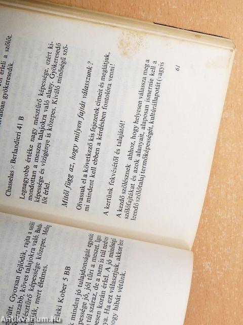 Szőlő a házikertben