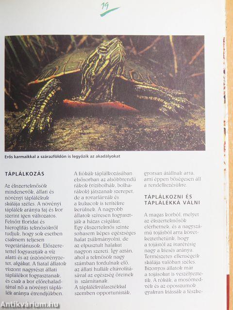 Ékszerteknősök tartása és gondozása