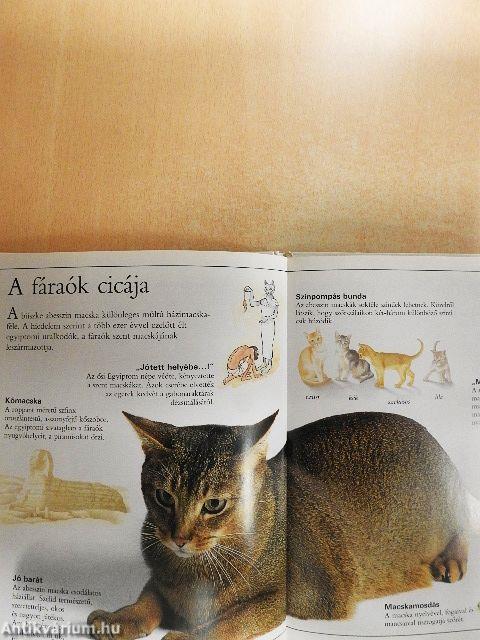 Csudálatos macskák