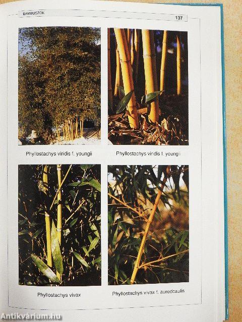 Bambuszok és díszfüvek képeskönyve