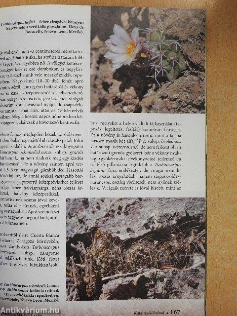 Kaktusz-világ 2017/4.