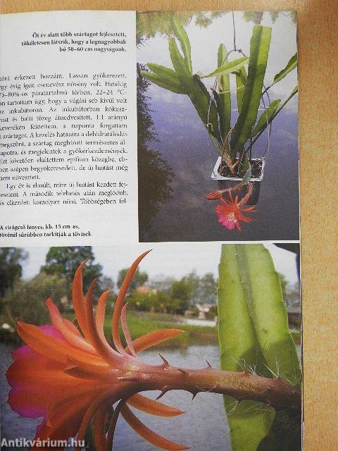 Kaktusz-világ 2017/4.