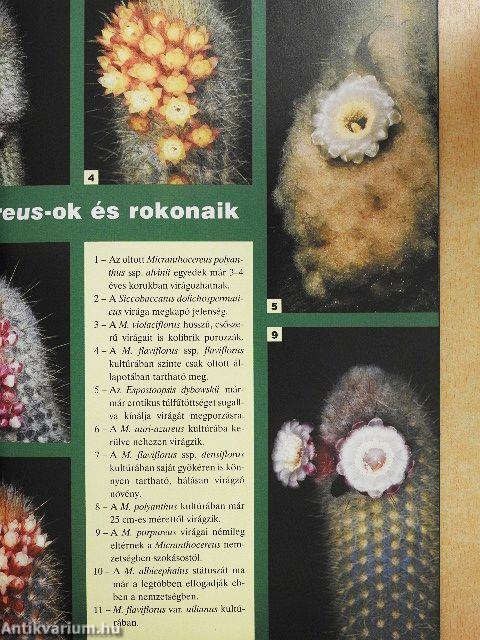 Kaktusz-világ 2005. június