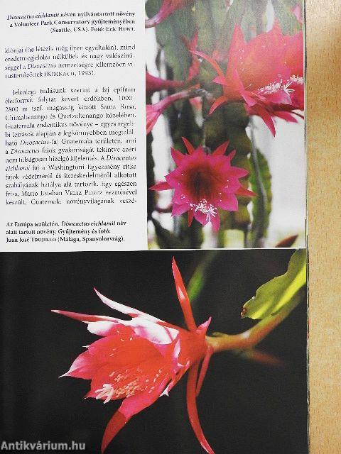 Kaktusz-világ 2013/3.