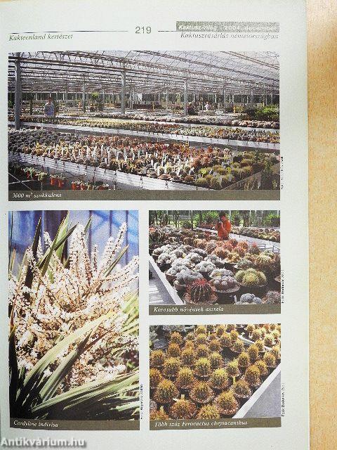 Kaktusz-világ 2004. december