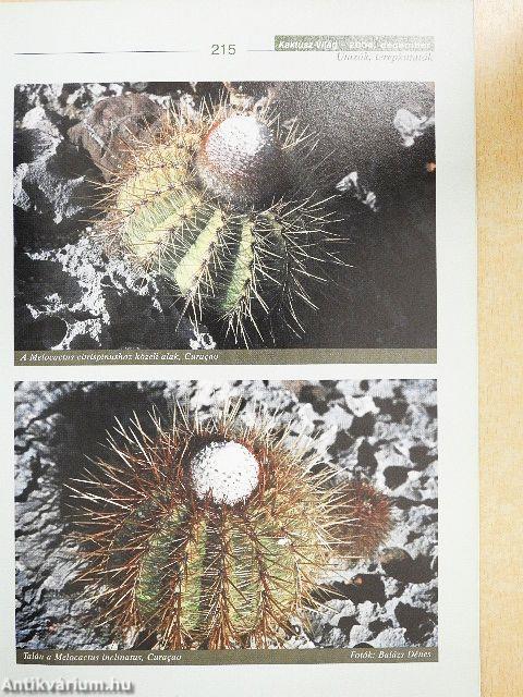 Kaktusz-világ 2004. december