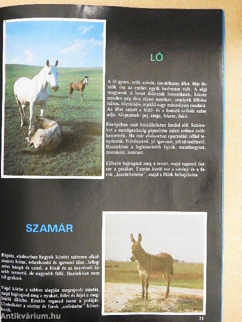 Ollóvágta - Háziállatok